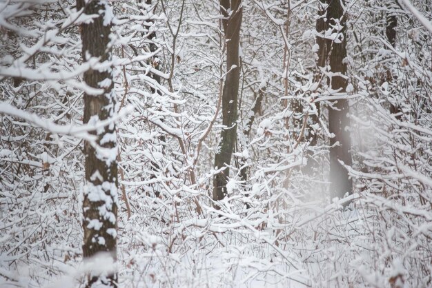 Bosque de invierno cubierto de nieve con pilares de roble