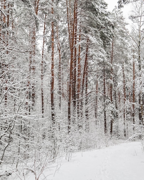 Bosque de invierno cubierto de nieve. Árboles y arbustos de ramas cubiertas de nieve