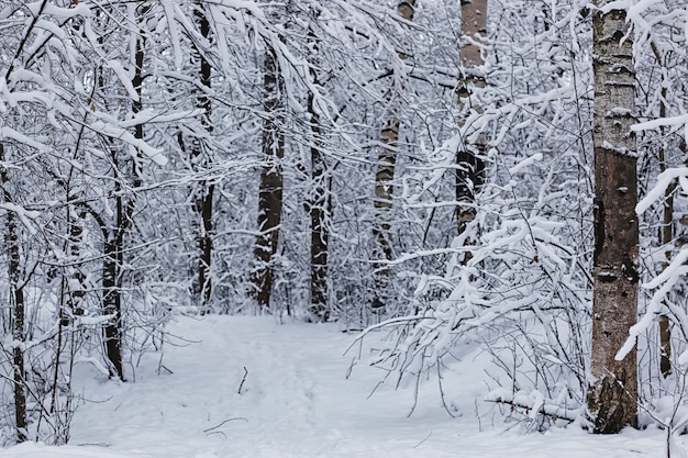 Bosque de invierno cubierto de nieve