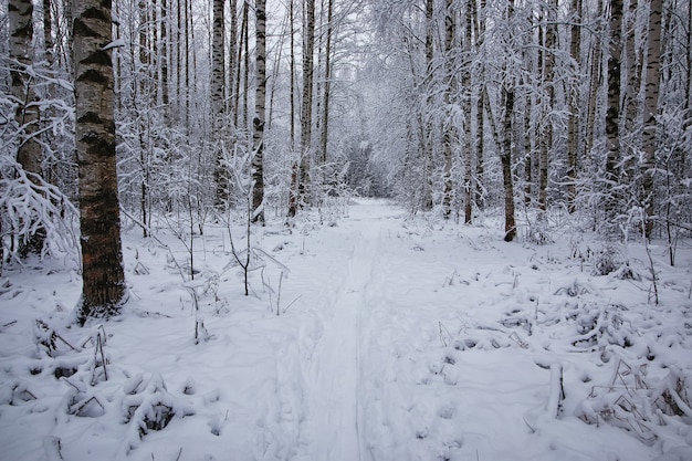 Bosque de invierno cubierto de nieve