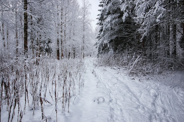 Bosque de invierno cubierto de nieve