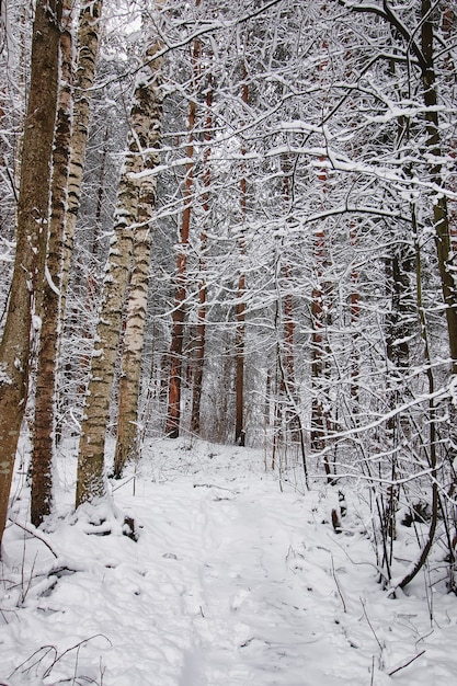 Bosque de invierno cubierto de nieve