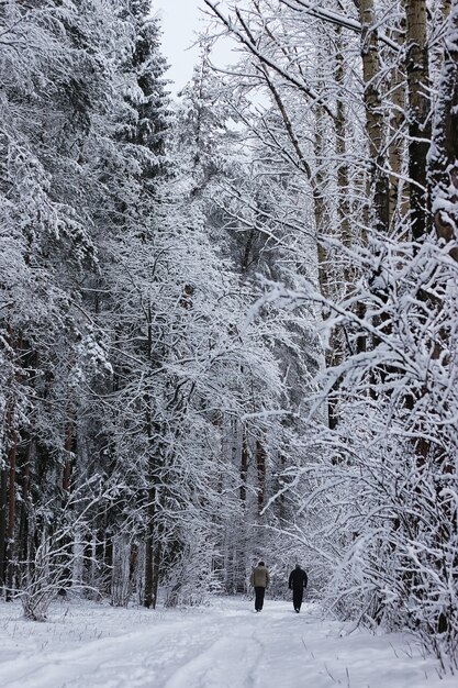 Bosque de invierno cubierto de nieve