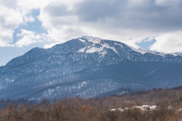 Bosque de invierno desnudo en las montañas