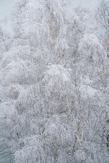 bosque de invierno después de una nevada, día soleado, árboles en la nieve