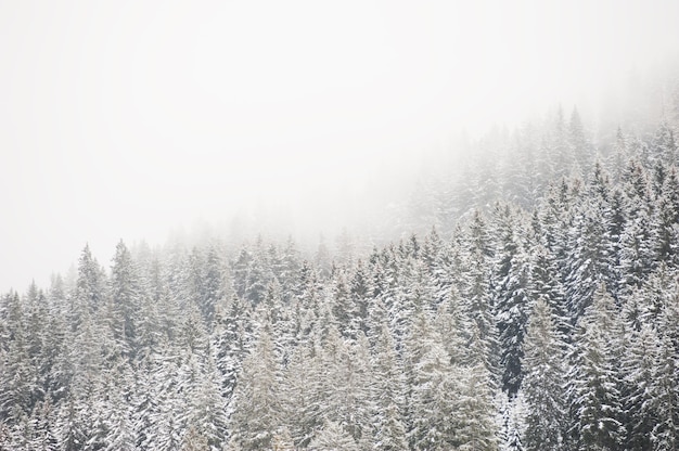 Bosque de invierno en un día brumoso. Dolomitas, Italia