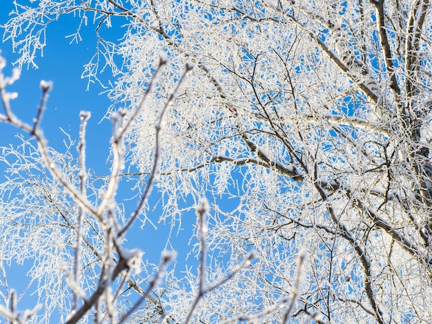 Bosque de invierno en un día helado, árboles cubiertos de nieve