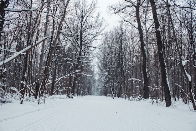 Bosque de invierno en un día nublado nieve