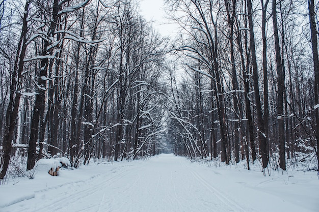 Bosque de invierno en un día nublado nieve