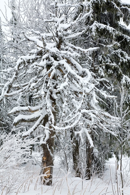 Bosque de invierno con escarcha y abetos cubiertos de nieve.