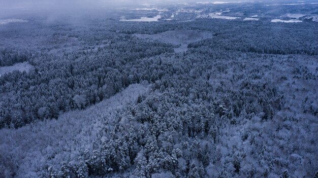 bosque de invierno sin fin