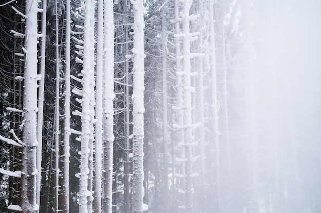 Bosque de invierno Fondo natural Niebla en el bosque de invierno El bosque bajo la nieve Tormenta de nieve Imagen para wallpaperxA