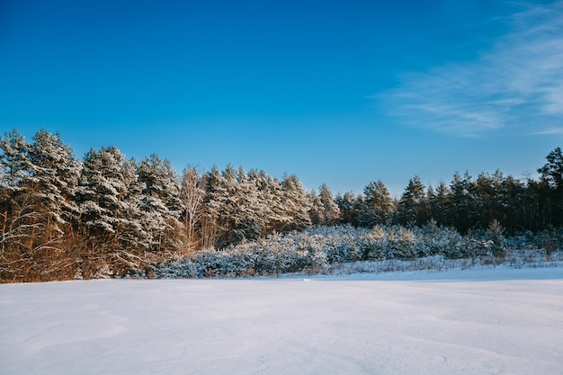 Bosque de invierno frío por la mañana con el sol bajo el cielo