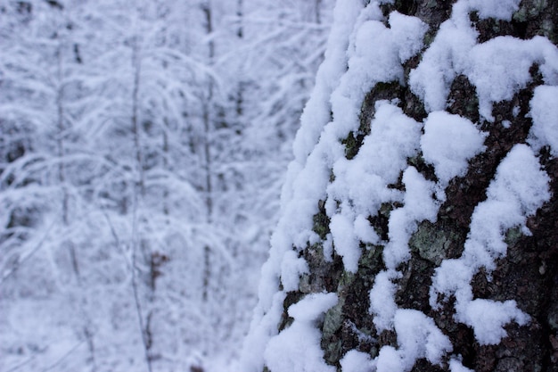 bosque de invierno en el invierno árboles en invierno árboles cubiertos de nieve nieve en las ramas de un árbol