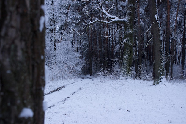 bosque de invierno en el invierno árboles en invierno árboles cubiertos de nieve nieve en las ramas de un árbol