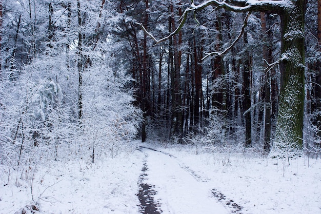 bosque de invierno en el invierno árboles en invierno árboles cubiertos de nieve nieve en las ramas de un árbol