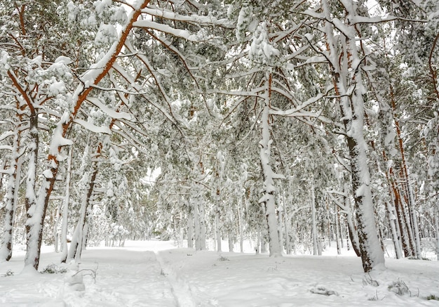 Bosque de invierno. Invierno nevado. Clima frío,