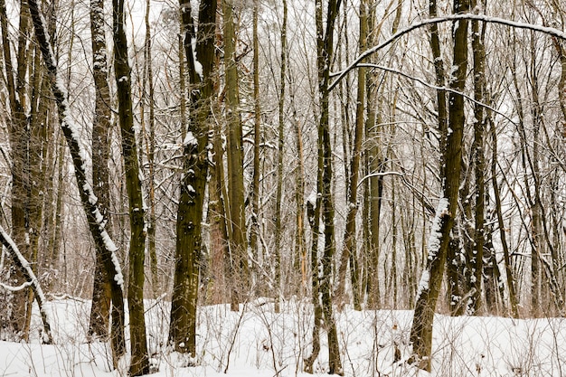 bosque de invierno en invierno