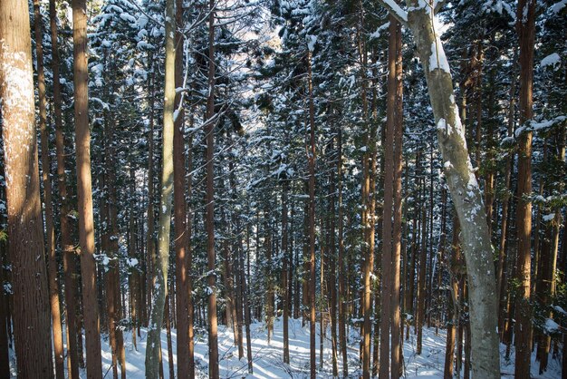 Foto bosque de invierno en japón