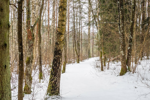 Bosque de invierno en Lituania con sendero cubierto de nieve.