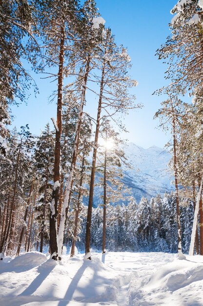 Bosque de invierno y montañas en un día soleado. Hermoso paisaje de invierno.