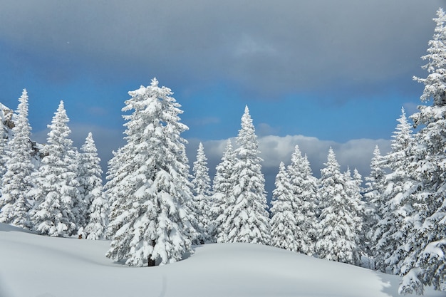 Bosque de invierno en las montañas, todo cubierto de nieve, mañana helada. Pino y abeto congelados.