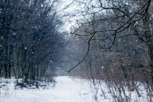 Bosque de invierno durante las nevadas. Árboles oscuros en el bosque con mal tiempo, nevando en el bosque