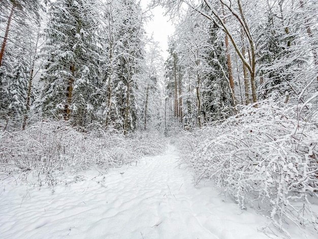 Bosque de invierno nevado Árboles y arbustos cubiertos de nieve Pista de esquí en un camino blanco como la nieve