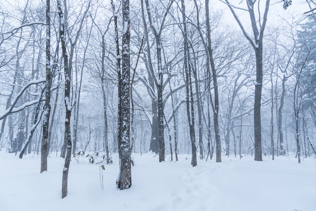 Bosque de invierno con nieve en los árboles y el camino, copie el espacio para el texto.