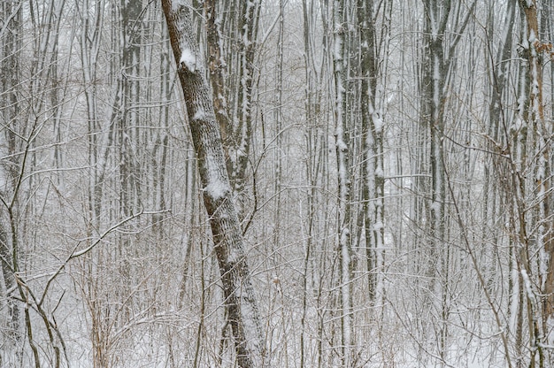 Bosque de invierno con nieve en los árboles