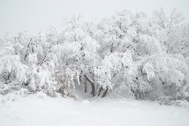 Bosque de invierno: nieve y hermosos árboles helados