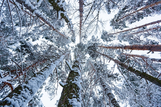 Bosque de invierno de nieve con pinos altos, árboles nevados. Bosque de hadas de invierno cubierto de nieve