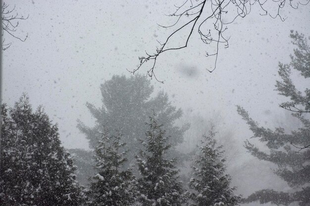 Bosque de invierno con nieve que cae Pinos nevados durante la tormenta de nieve