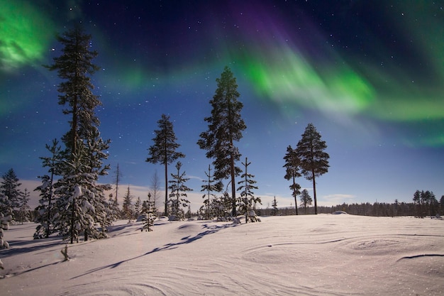 Bosque de invierno por la noche bajo la aurora boreal Finlandia