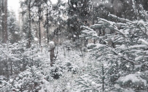 Bosque de invierno. Paisaje de bosque de invierno en un día soleado. Árboles nevados y árboles de Navidad en el bosque. Ramas bajo la nieve. Mal clima nevado día frío.