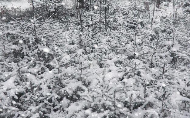 Bosque de invierno. Paisaje de bosque de invierno en un día soleado. Árboles nevados y árboles de Navidad en el bosque. Ramas bajo la nieve. Mal clima nevado día frío.