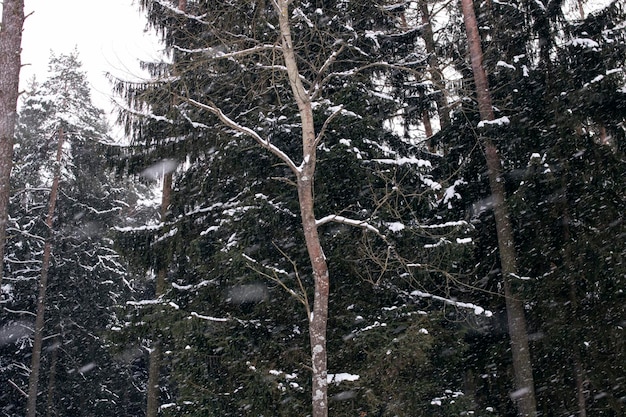 Bosque de invierno con pino en tormenta