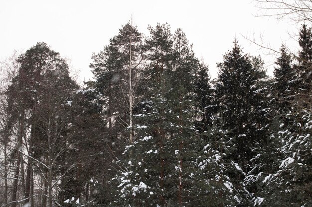 Bosque de invierno con pino en tormenta