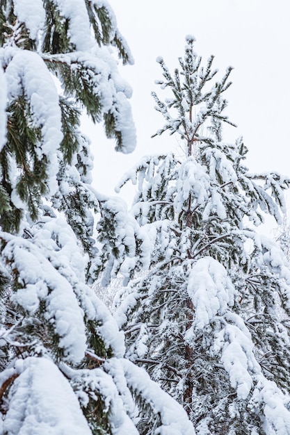 Bosque de invierno pinos y abedules cubiertos de nieve