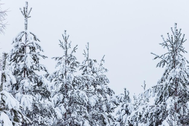 Bosque de invierno pinos y abedules cubiertos de nieve