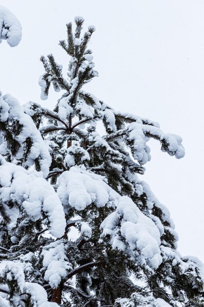 Bosque de invierno pinos y abedules cubiertos de nieve