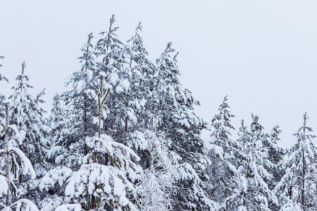 Bosque de invierno pinos y abedules cubiertos de nieve