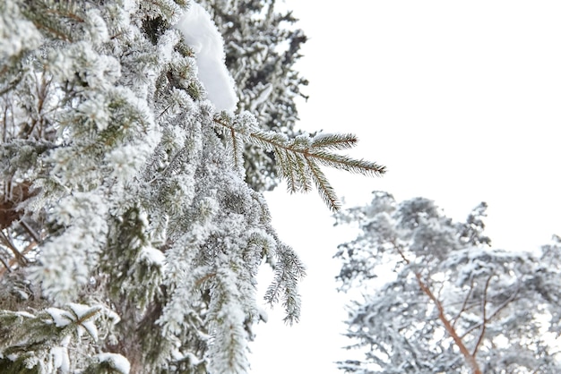 Bosque de invierno rama de abeto cubierta de nieve