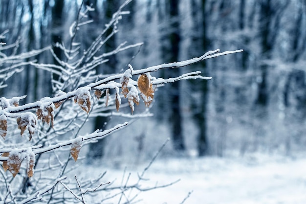 Bosque de invierno con una rama de árbol cubierta de nieve y hojas secas sobre un fondo de árboles cubiertos de nieve