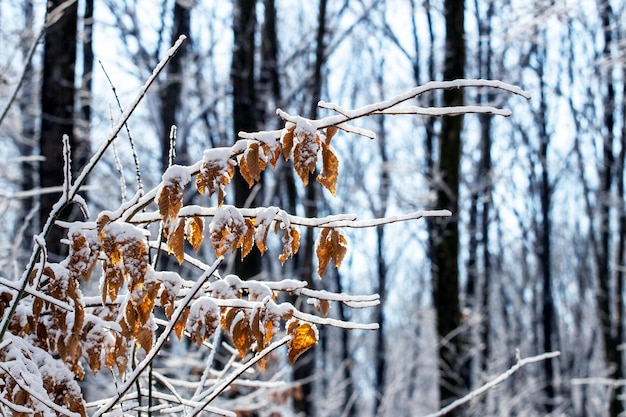 Bosque de invierno con una rama de árbol cubierto de nieve con hojas secas sobre un fondo borroso