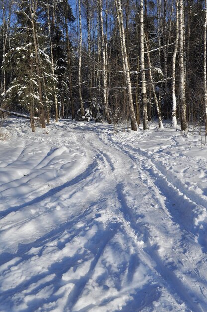 Bosque de invierno y rastros de nieve.