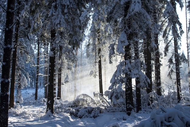 Bosque de invierno con rayos de sol