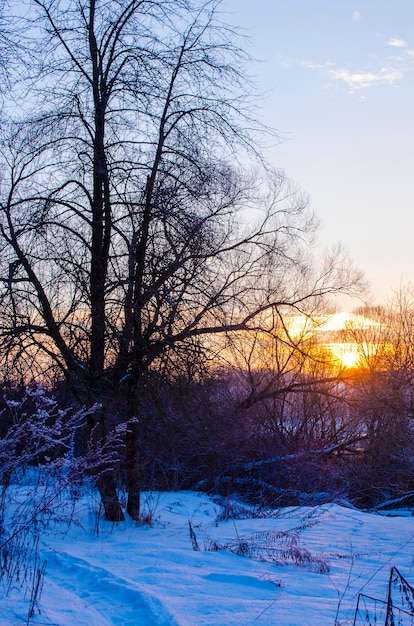 Bosque de invierno y un río cubierto de nieve al atardecer