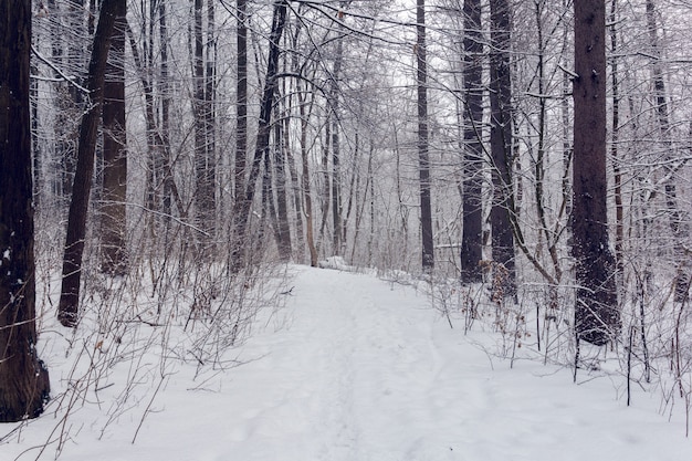 Bosque en invierno