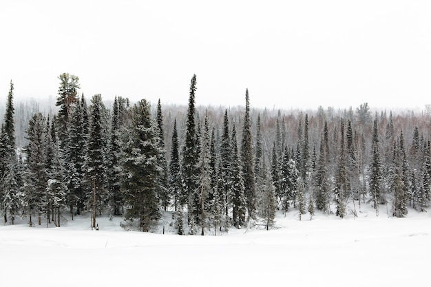 Bosque de invierno